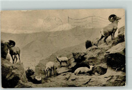 39425508 - Desert Mountain Sheep Group - Other & Unclassified