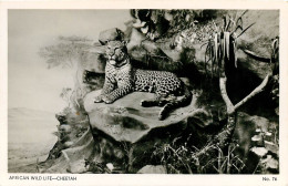 African Wild Life, Cheetah  (scan Recto-verso) Ref 1037 - Tschad