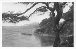 83  Île De Porquerolles  Hyères-Les-Palmiers Pointe PRIME         (Scan R/V) N°   5   \PP1099Ter - Hyeres