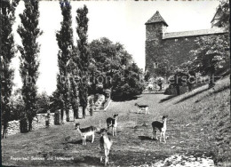 11626546 Rapperswil SG Schloss Und Hirschpark Rapperswil SG - Andere & Zonder Classificatie