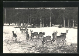 AK Harrachsdorf-Neuwelt, Rehgruppen Vom Wintersportplatz  - Czech Republic