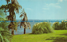 R065411 Pampas Grass Spanish Moss And Palms View Looking Across Lake Charles. Lo - Monde