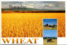 10-5-2024 (4 Z 36) Australia - NSW - Wheat Farming In Narrandera (posted With Quoll Stamp In 1997) - Culture
