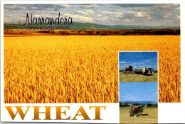 10-5-2024 (4 Z 36) Australia - NSW - Wheat Farming In Narrandera (posted With Quoll Stamp In 1997) - Culturas