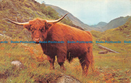 R065825 West Highland Or Kyloe Cattle. Scotland - Monde