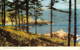 R065887 Pine Forest. St. Martins. Guernsey. C. I. Jarrold. RP. 1965 - Monde