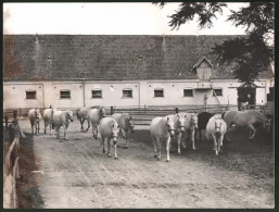 Fotografie Ansicht Köflach-Piber, Lipizzaner Vom Gestüt Der Wiener Spanischen Reitschule  - Profesiones