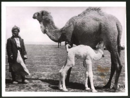 Fotografie Kamelstute Mit Weissem Jungtier  - Autres & Non Classés