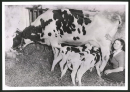 Fotografie Kuh Maisie Auf Einer Farm In Lindenhurst, NY, Mit Drillingen  - Métiers