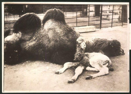 Fotografie Ansicht Amsterdam, Kamelmutter Mit Ihrem Neugeborenen Im Zoologischen Garten  - Orte
