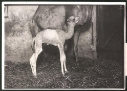 Fotografie Ansicht Berlin, Neugeborenes Dromedar Im Zoo  - Places