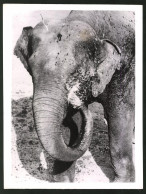 Fotografie Elefant Jonny Duscht Sich Selbst  - Other & Unclassified