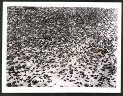 Fotografie Raupenplage In Der Kanadischen Provinz Manitoba  - Altri & Non Classificati