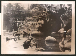 Fotografie Ansicht Tokio, Familien Füttern Gänse  - Plaatsen