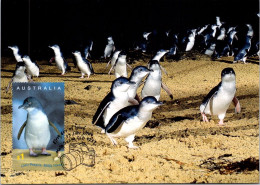 10-5-2024 (4 Z 38) Australia (1 Card) Maxicard (if Not Sold Will NOT Be Re-listed) Little Penguins - Tarjetas – Máxima