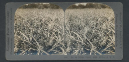 Stereo-Fotografie Keystone View Company, Meadville /Pa, Ananasfeld In Florida  - Photos Stéréoscopiques