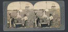 Stereo-Fotografie Keystone View Company, Meadville /Pa, Ernte Von Indian River Ananas In Florida  - Mestieri