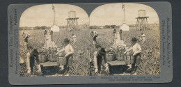Stereo-Fotografie Keystone View Company, Meadville /Pa, Ernte Von Indian River Ananas In Florida  - Professions