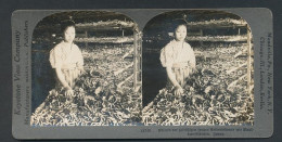 Stereo-Fotografie Keystone View Company, Meadville /Pa, Japanerin Füttert Seidenraupen Mit Maulbeerblättern  - Professions