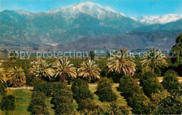 73012100 Los_Angeles_California Orange Groves Snow Capped Mountains - Other & Unclassified