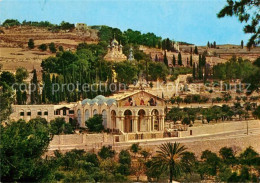 73003208 Jerusalem Yerushalayim Altstadt Basilika Gaerten Von Gethsemane Jerusal - Israël