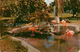 72986801 Miami_Beach Tropical Floridas Graceful Flamingos - Other & Unclassified