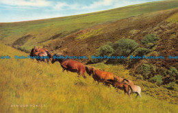 R066946 Exmoor Ponies. Salmon - World