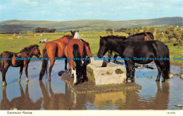 R066949 Dartmoor Ponies. Dennis - World