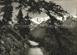 11626392 Muottas Muraigl Alp Languard Hoehenweg Blick Auf Piz Palue Muottas Mura - Sonstige & Ohne Zuordnung