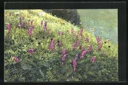 Künstler-AK Photochromie Nr.: Blühende Blumenwiese  - Autres & Non Classés