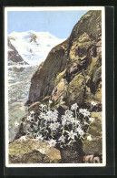 Künstler-AK Photochromie Nr. 1495: Edelweiss Im Engadin  - Autres & Non Classés