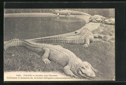 AK Paris, Jardin Des Plantes, Caimans à Museum De Brochet, Krokodile  - Other & Unclassified