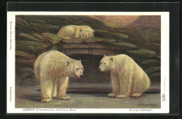 Künstler-AK Nordpoolstreken, Ijsbeer, Eisbären Im Gehege  - Bears
