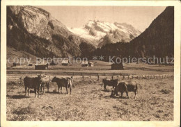 11624095 Toggenburg Obertoggenburg Unterwasser Kuehe Churfirsten - Andere & Zonder Classificatie