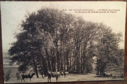 Cpa 24 Dordogne, Santé, LA FORCE - LAFORCE Asiles John-Bost, Boeufs Au Pâturage, Un Bouquet De Chênes Auprès Du Repos - Otros & Sin Clasificación