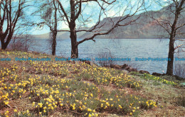 R072007 Wordsworths Daffodils. Ullswater. Webster. 1973 - World