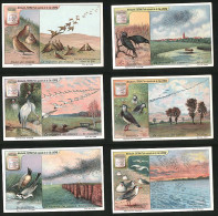 6 Sammelbilder Liebig, Serie Nr.: 1122, La Migration Des Oiseaux, Rhynchops, Bergeronnettes, Vanneaux, Grues  - Liebig