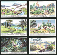 6 Sammelbilder Liebig, Serie Nr.: 1277, Klima Und Pflanzenwelt, Sahara, Urwald, Amazonas, Australien, Süd-Europa, Alp  - Liebig