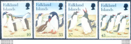 Fauna. Pinguini 2001. - Falklandinseln