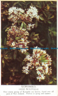 R072901 Koromiko. Hebe Buxifolia. 1955 - World