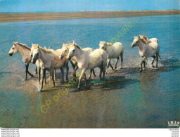 EN CAMARGUE Avec Les GARDIANS .  Chevaux Dans Les Marais . - Autres & Non Classés