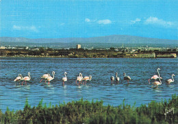 34 LANGUEDOC ETANGS ET FLAMANTS - Sonstige & Ohne Zuordnung