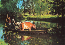 79 LA VENISE VERTE TRANSPORT DE VACHES - Otros & Sin Clasificación