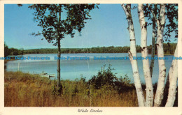 R073411 White Birches. 1964 - World