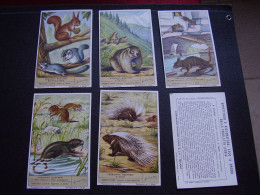 Original Old Cards Chromos Liebig S 1601 IT Les Mammifères Complet Complet - Liebig
