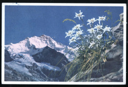 15066 - SUISSE - Die Jungfrau - Berner Oberland - Wengen