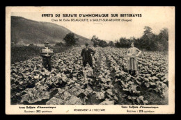 88 - SAULEY-SUR-MEURTHE - CHEZ M. EMILE DELAGOUTTE EFFETS DU SULFATE D'AMMONIAQUE SUR BETTERAVES  - Autres & Non Classés