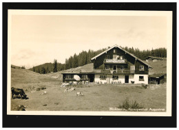 Landwirtschaft Winklmoos Alpengasthof Augustiner Kühe Weide, Ungebraucht - Otros & Sin Clasificación