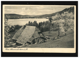 Landwirtschaft Titisee Schwarzwald Bauernhäuser Blüte Bäume, Titisee 30.3.1928 - Autres & Non Classés