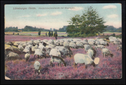 Tiere-AK Lüneburger Heide: Heidschnuckenherde Bei Bispingen, HAMBURG 30.9.1912 - Other & Unclassified